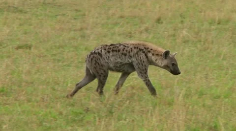 Spotted hyena Video stock 10306775
