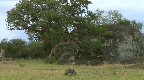 Spotted hyena Video stock 10317577