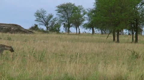 Spotted hyena Stock Footage 10318068
