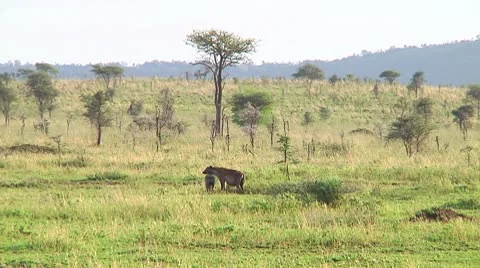 Spotted hyena Stock Footage 10340629