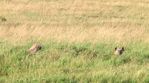 Spotted hyena Stock Footage 10344766