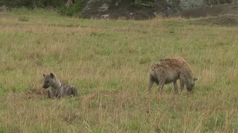 Spotted hyena Stock Footage 10679956