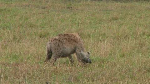 Spotted hyena Stock Footage 10679986