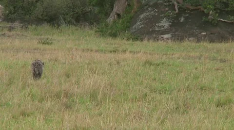 Spotted hyena Stock Footage 10680128