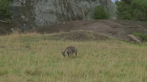 Spotted hyena Stock Footage 10680173