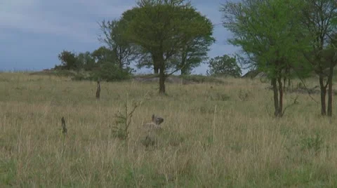 Spotted hyena Stock Footage 10684812