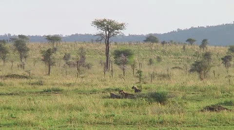 Spotted hyena Stock Footage 10684825