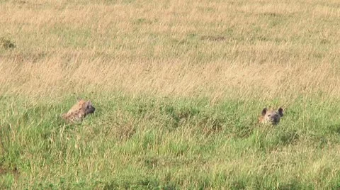 Spotted hyena Stock Footage 10684875