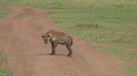 Spotted hyena Stock Footage 10685636