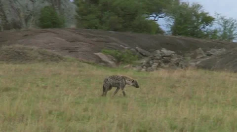 Spotted hyena Stock Footage 10713981