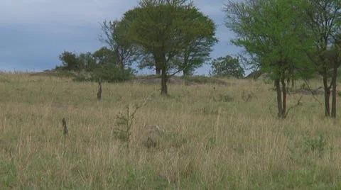 Spotted hyena Stock Footage 10717155