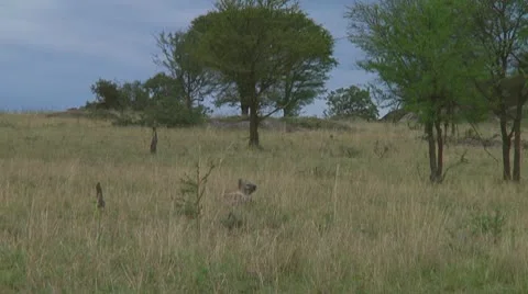 Spotted hyena Stock Footage 10717160