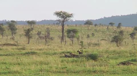 Spotted hyena Stock Footage 10717164