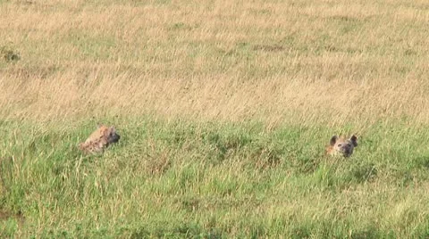 Spotted hyena Stock Footage 10717174