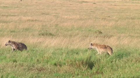 Spotted hyena Stock Footage 10717182