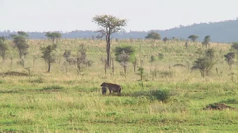 Spotted hyena Stock Footage 10717183