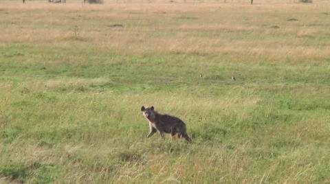 Spotted hyena Stock Footage 10717186