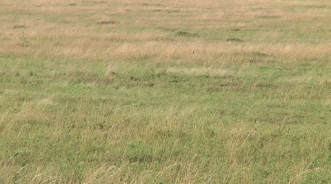 Spotted hyena Stock Footage 10717188