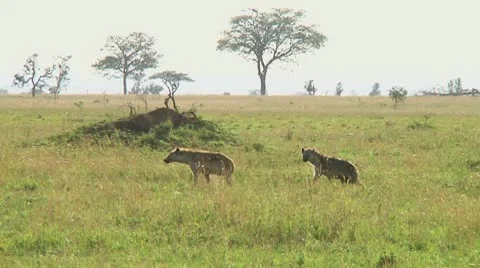 Spotted hyena Stock Footage 10717203