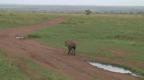 Spotted hyena Stock Footage 10717205