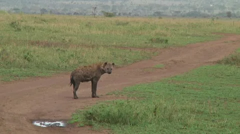 Spotted hyena Stock Footage 10717209