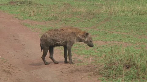 Spotted hyena Stock Footage 10717210