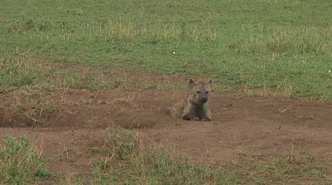 Spotted hyena Stock Footage 10717218