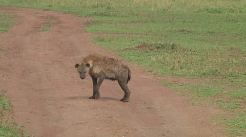 Spotted hyena Stock Footage 10717223