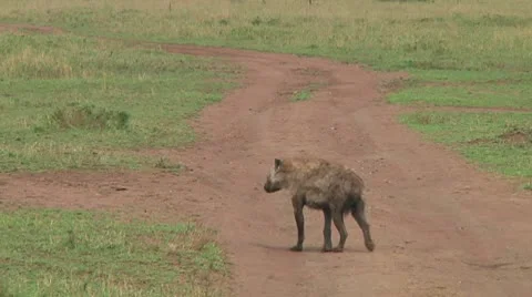Spotted hyena Stock Footage 10717230
