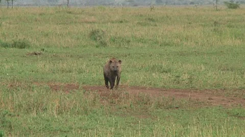 Spotted hyena Stock Footage 10717239