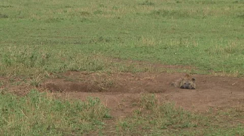 Spotted hyena Stock Footage 10717244