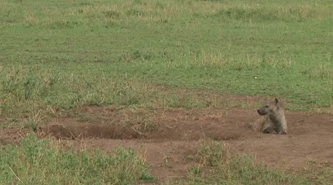 Spotted hyena Stock Footage 10717256