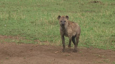 Spotted hyena Stock Footage 10717259