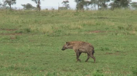 Spotted hyena Stock Footage 10717279