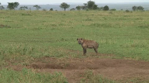 Spotted hyena Stock Footage 10717290