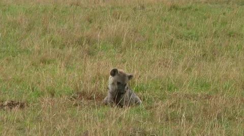 Spotted hyena Stock Footage 10747151