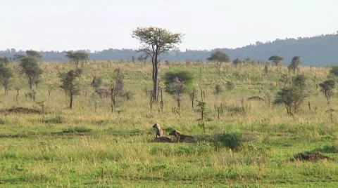 Spotted hyena Stock Footage 10747168