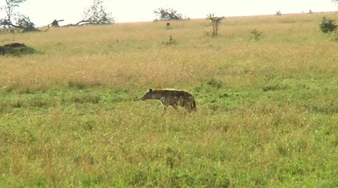 Spotted hyena Stock Footage 10747180