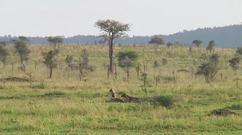 Spotted hyena Stock Footage 10753852