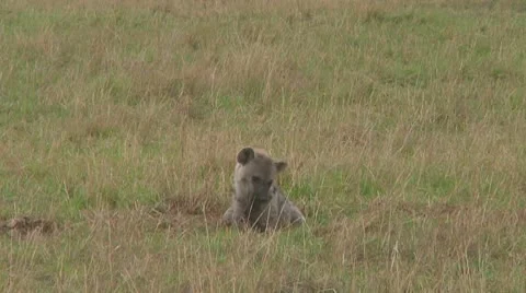 Spotted hyena Stock Footage 10757121