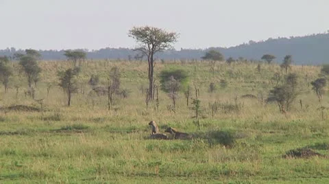 Spotted hyena Stock Footage 10757128