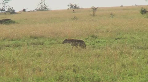 Spotted hyena Video stock 10757135