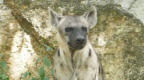 Spotted hyena Stock Footage 58947552