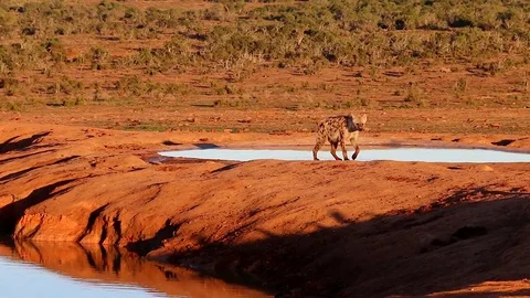 Spotted Hyena Stock Footage 78179826
