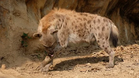 Spotted hyena Stock Footage 126226783