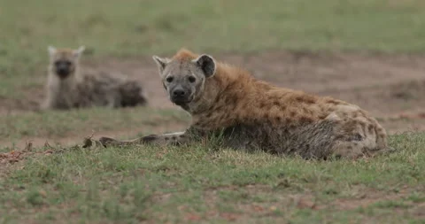 Spotted hyena  Vídeos de archivo 137519030