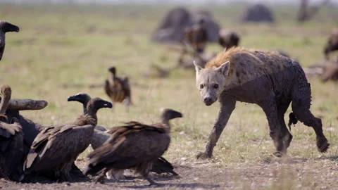 Spotted Hyena full of Mud Approaches Elephant Carcass Surrounded by Vultures in Stock Footage 346521269