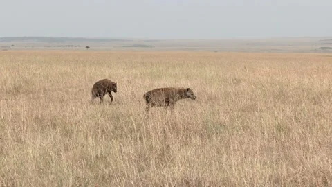 Spotted Hyena, grasslands and savanna, K... | Stock Video | Pond5