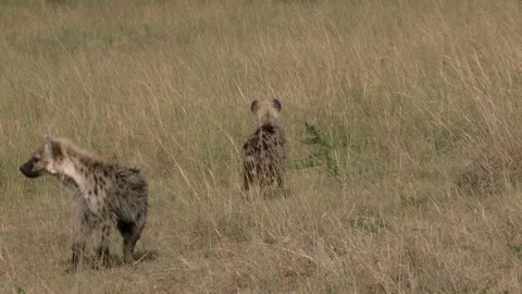 Spotted Hyena, grasslands and savanna, K... | Stock Video | Pond5
