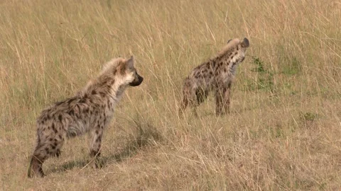 Spotted Hyena, grasslands and savanna, K... | Stock Video | Pond5